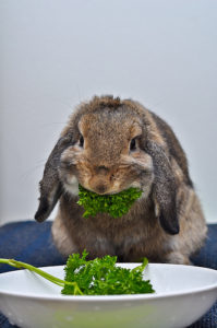 Cape May Spring Events 2017 | Image Of the Easter bunny eating