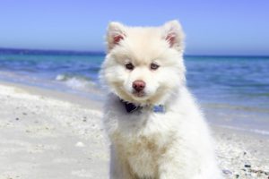 Cape May Spring 2017 Events| Image of a dog to go along with the Polar Bear and Pup Plunge.